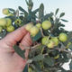 Izbová bonsai - Olea europaea - Oliva európska - 2/6