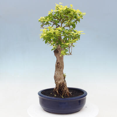 Izbová bonsai - Duranta erecta Aurea - 2