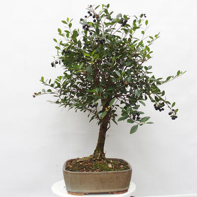 Izbová bonsai  - Syzygium - Pimentovník - 2