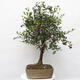 Izbová bonsai  - Syzygium - Pimentovník - 2/6
