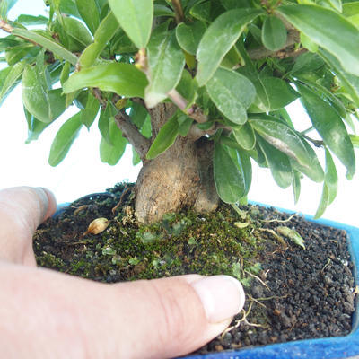 Izbová bonsai-Punic granatum-Granátové jablko - 2