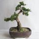 Vonkajšie bonsai - Juniperus chinensis -Jalovec čínsky - 2/5