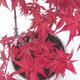 Vonkajšie bonsai - Javor palmatum DESHOJO - Javor dlaňolistý - 2/4