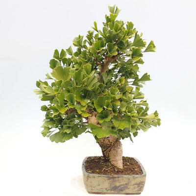 Vonkajší bonsai - Jinan dvojlaločný - Ginkgo biloba - 2