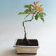 Vonkajšia bonsai-Quercus robur-Dub letný - 2/2