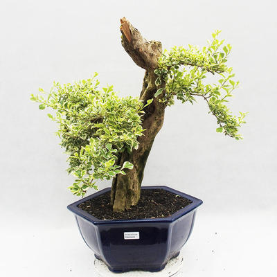 Izbová bonsai - Durant erecta Variegata - 2