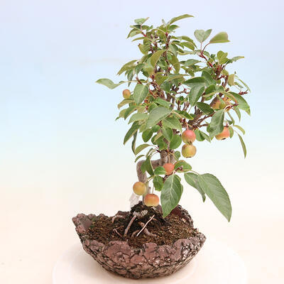 Vonkajší bonsai -Malus halliana - Maloplodé jabloň - 2