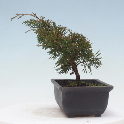 Vonkajšie bonsai - Juniperus chinensis Itoigawa-Jalovec čínsky - 2