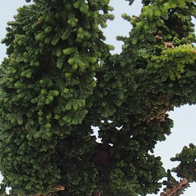 Vonkajšie bonsai - Cham. obtusa SEKKA HINOKI - Cyprus - 2