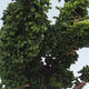 Vonkajšie bonsai - Cham. obtusa SEKKA HINOKI - Cyprus - 2/2