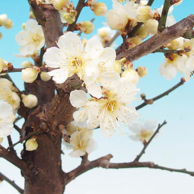 Vonkajší bonsai -Japonská marhuľa - Prunus mume - 2