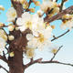 Vonkajší bonsai -Japonská marhuľa - Prunus mume - 2/2
