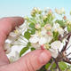 Vonkajší bonsai -Malus halliana - Maloplodé jabloň - 2/5
