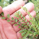 Vonkajšie bonsai - Ulmus parvifolia SAIGEN - malolistá brest - 2/5