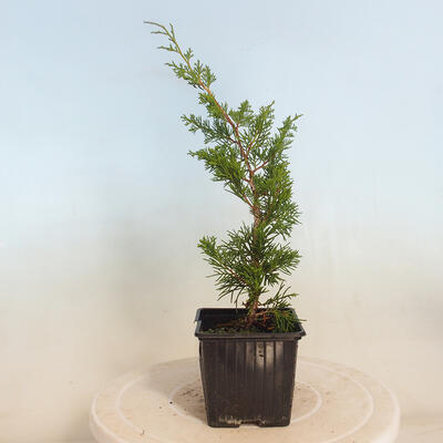 Vonkajšie bonsai - Juniperus chinensis Itoigawa-Jalovec čínsky - 2