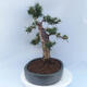 Vonkajší bonsai - Taxus cuspidata - Tis japonský - 2/6
