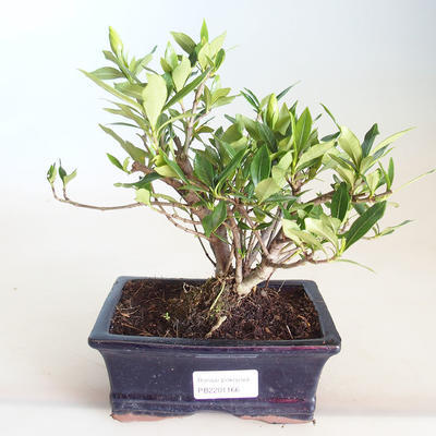 Izbová bonsai - Gardenia jasminoides-Gardenie - 2
