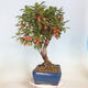 Vonkajší bonsai -Malus halliana - Maloplodá jabloň - 2/5