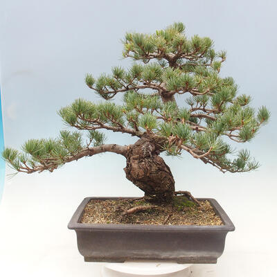 Vonkajší bonsai - Pinus parviflora - borovica drobnokvetá - 2