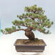 Vonkajší bonsai - Pinus parviflora - borovica drobnokvetá - 2/4