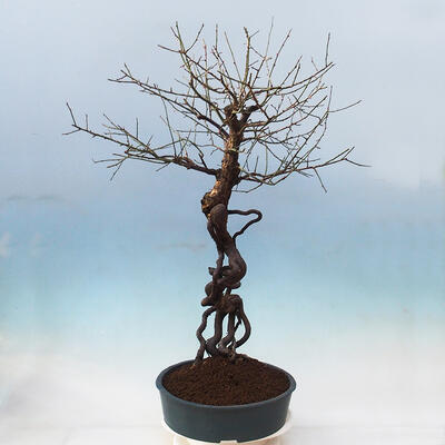 Vonkajší bonsai -Japonská marhuľa - Prunus mume - 2