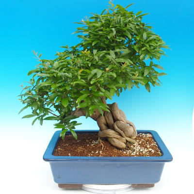 Izbová bonsai-Punic granatum-Granátové jablko - 2
