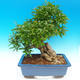 Izbová bonsai-Punic granatum-Granátové jablko - 2/7