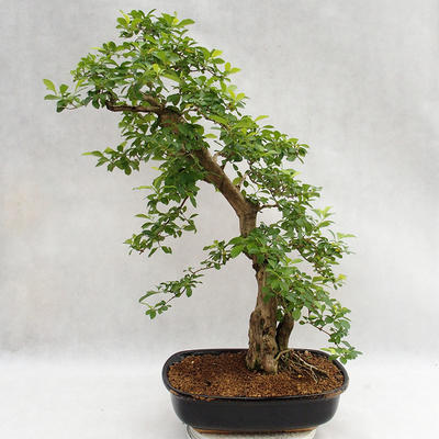 Izbová bonsai - Durant erecta Aurea PB2191211 - 2