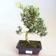 Izbová bonsai - Podocarpus - Kamenný tis - 2/2