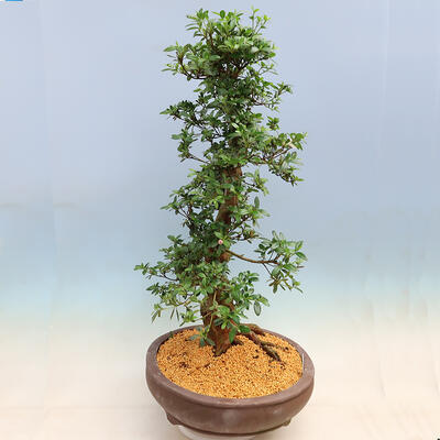 Vonkajší bonsai - Japonská azalka SATSUKI- Azalea SHUSHUI - 2