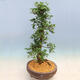 Vonkajší bonsai - Japonská azalka SATSUKI- Azalea SHUSHUI - 2/6