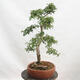 Vonkajší bonsai - Hloh - Crataegus monogyna - 2/6