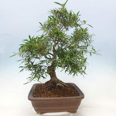 Izbová bonsai - Ficus nerifolia - malolistý fikus - 2