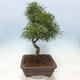 Izbová bonsai - Ficus nerifolia - malolistý fikus - 2/4