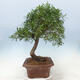 Izbová bonsai - Ficus nerifolia - malolistý fikus - 2/4
