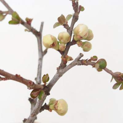 Vonkajšie bonsai - Chaenomeles superba jet trail -Kdoulovec biely - 2