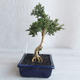 Izvová bonsai - Serissa japonica - malolistá - 2/6