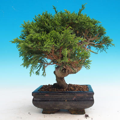 Vonkajšie bonsai - Juniperus chinensis Itoigava-Jalovec čínsky - 2