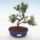 Izbová bonsai - Ilex crenata - Cezmína - 2/3