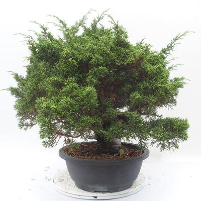 Vonkajšie bonsai - Juniperus chinensis Itoigawa -Jalovec čínsky - 2