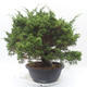 Vonkajšie bonsai - Juniperus chinensis Itoigawa -Jalovec čínsky - 2/5