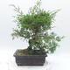 Vonkajšie bonsai - Juniperus chinensis Itoigawa -Jalovec čínsky - 2/5