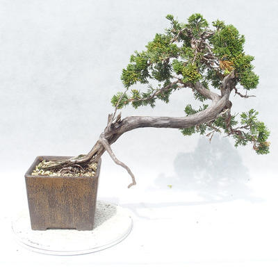 Vonkajšie bonsai - Juniperus sabina -Jalovec chvojka - 2