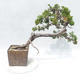 Vonkajšie bonsai - Juniperus sabina -Jalovec chvojka - 2/5