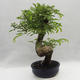 Izbová bonsai -Phyllanthus Niruri- fylant - 2/6