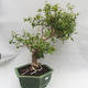 Izbová bonsai - Austrálska čerešňa - Eugenia uniflora - 2/5