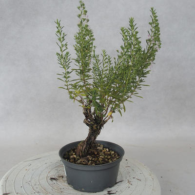 Vonkajšie bonsai - Saturejka horská - Satureja montana - 2