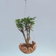 Kokedama v keramike - malolistá ficus - Ficus kimmen - 2/2