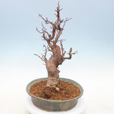 Vonkajšie bonsai - Pseudocydonia sinensis - Dula čínska - 2