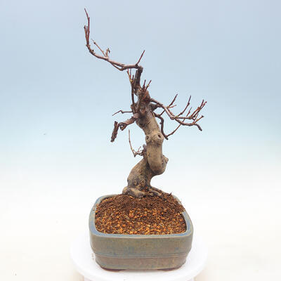 Vonkajšie bonsai - Pseudocydonia sinensis - Dula čínska - 2